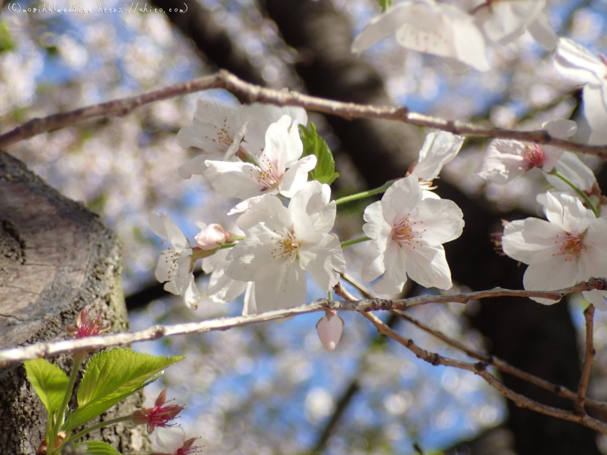 散りかけた桜 - 27