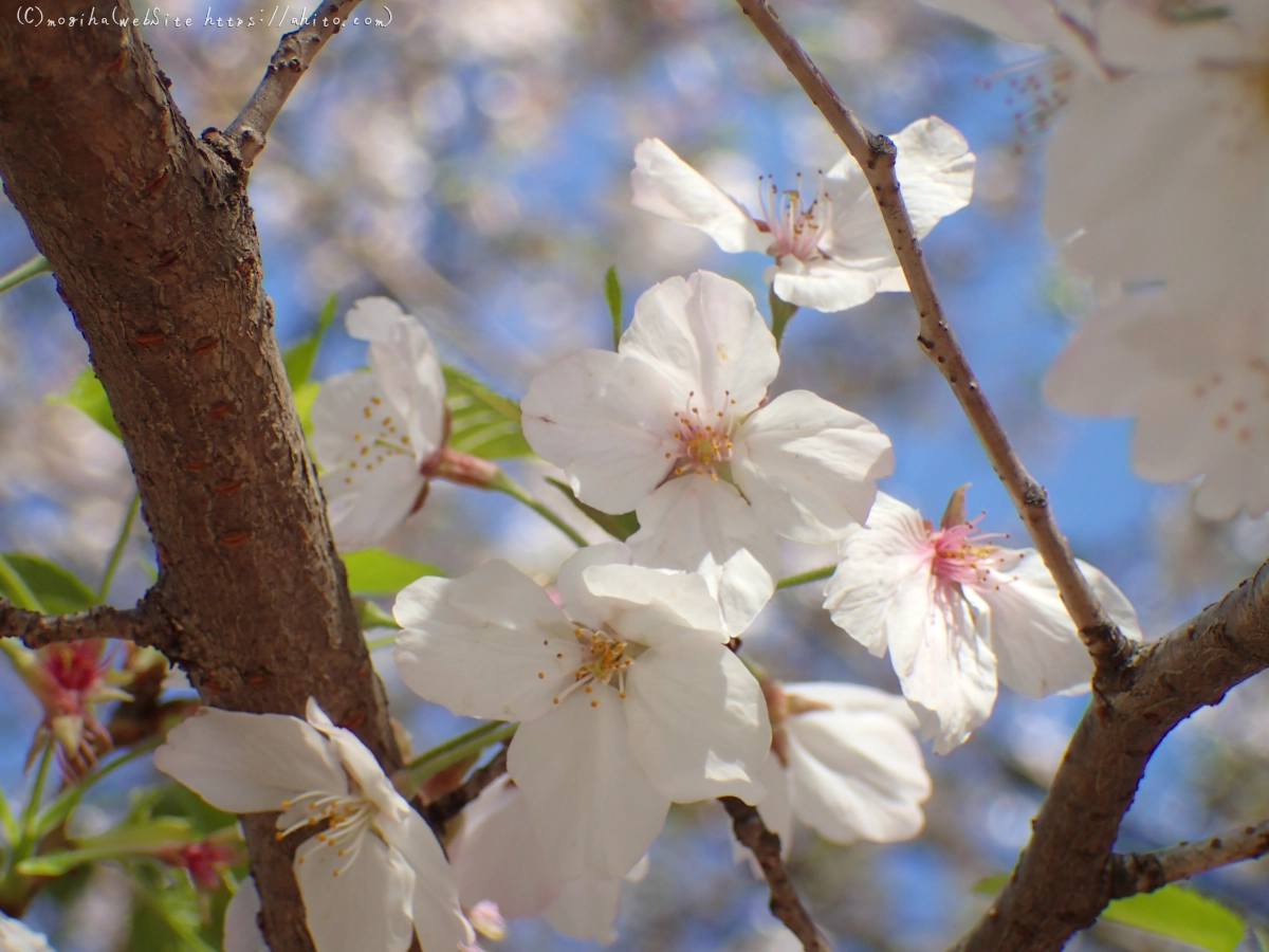 散りかけた桜 - 28