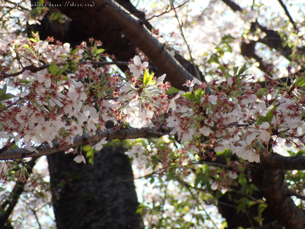 散りかけた桜 - 29