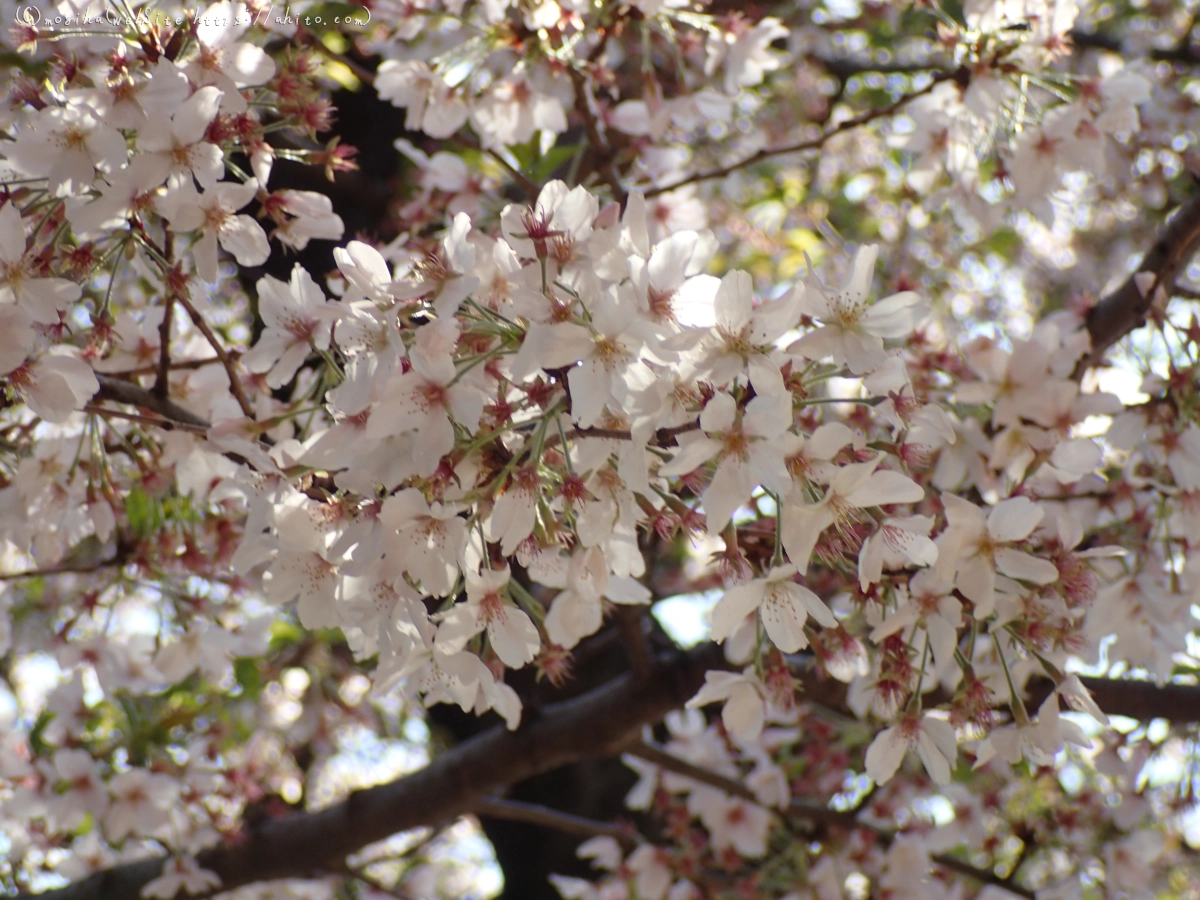 散りかけた桜 - 30