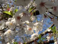 散りかけた桜