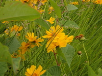畔の黄色い花