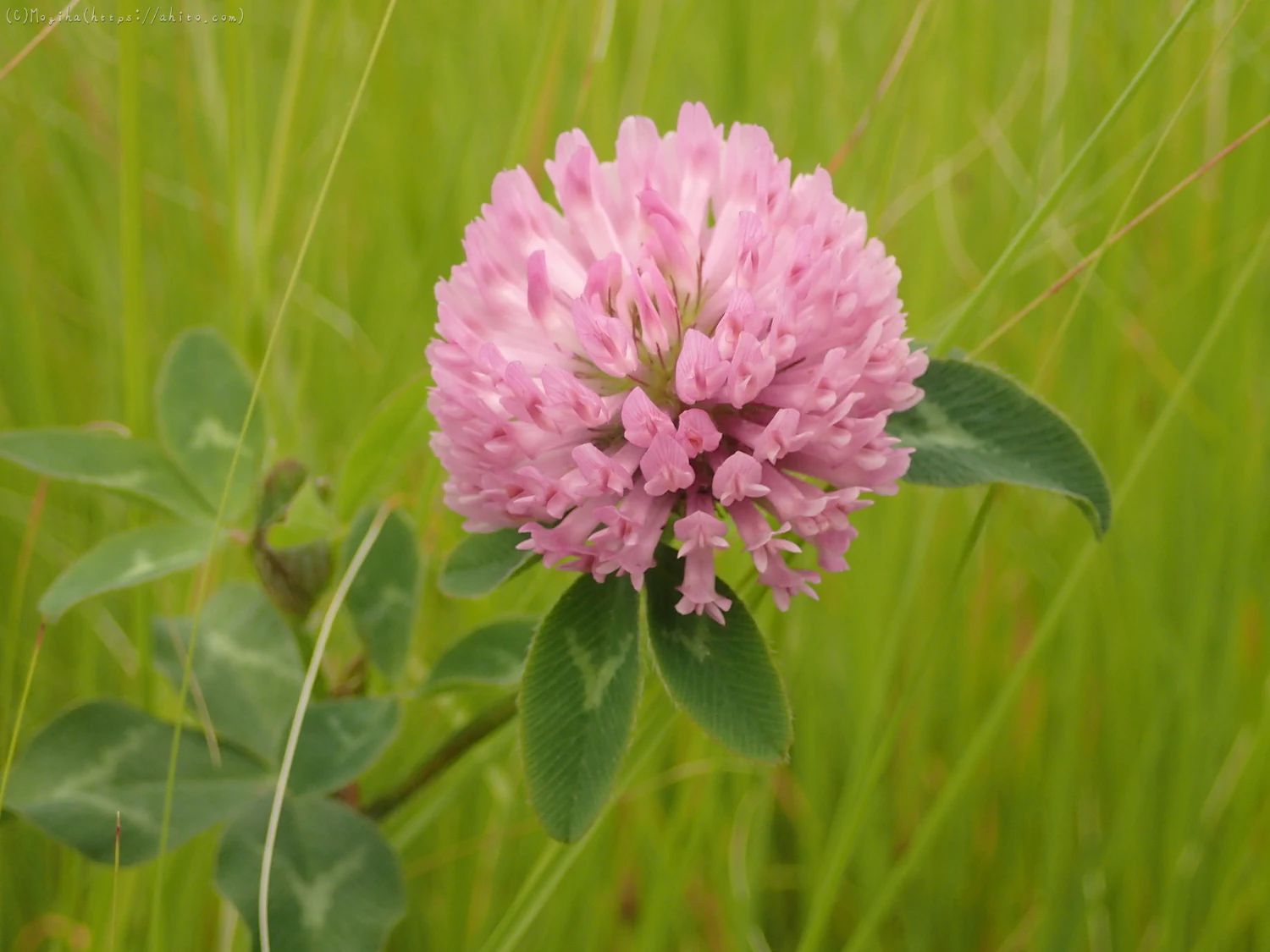 畔の桃色の花 - 01