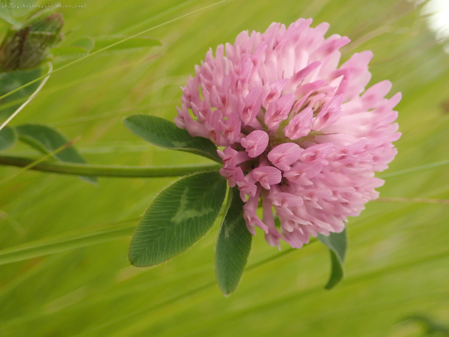 畔の桃色の花 - 03