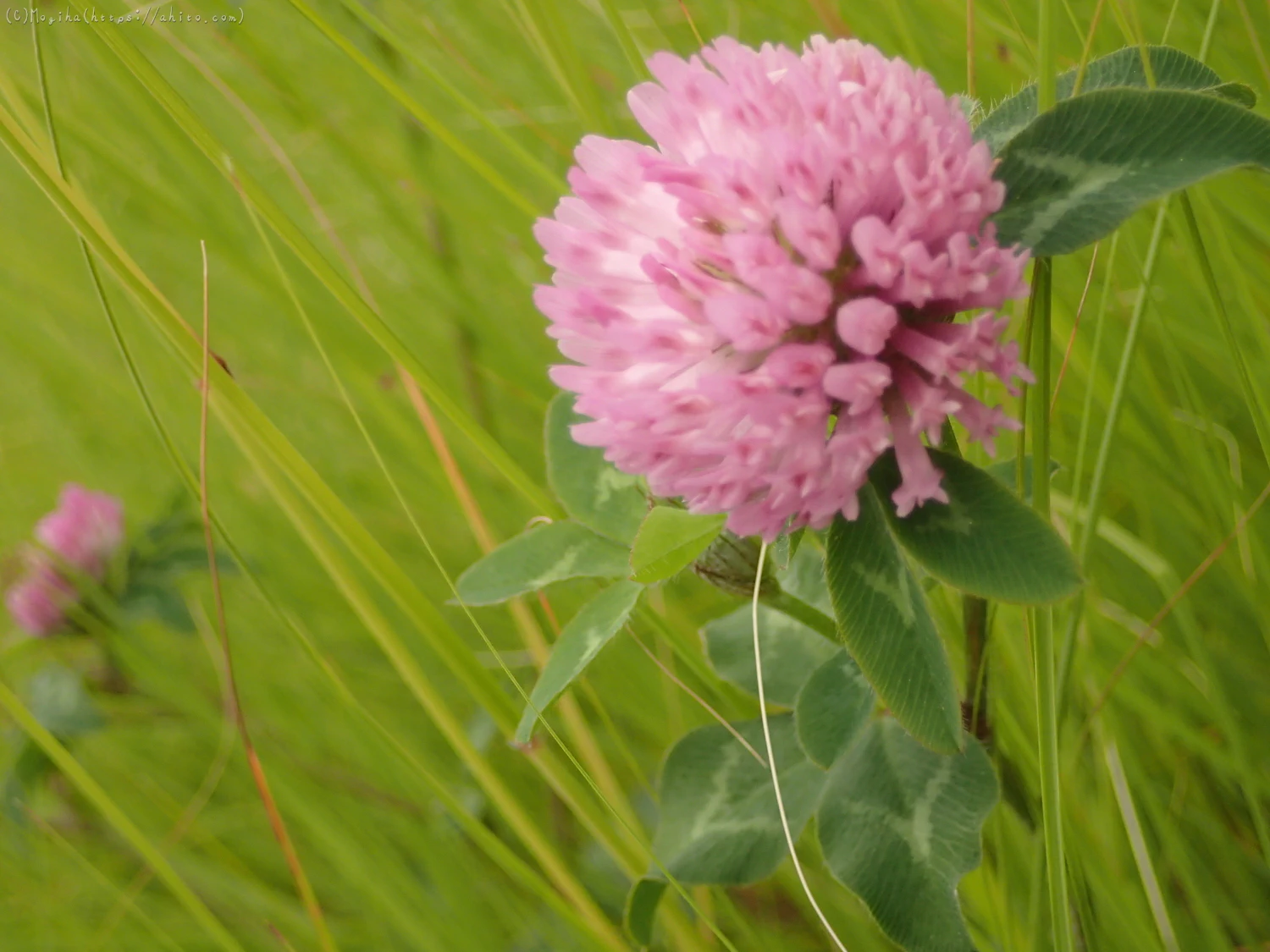 畔の桃色の花 - 04