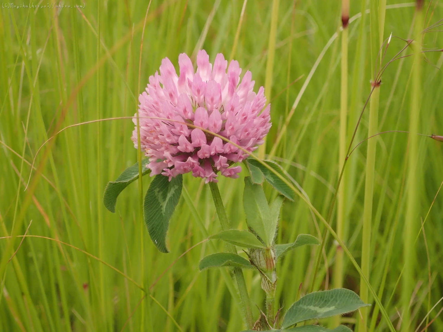 畔の桃色の花 - 05