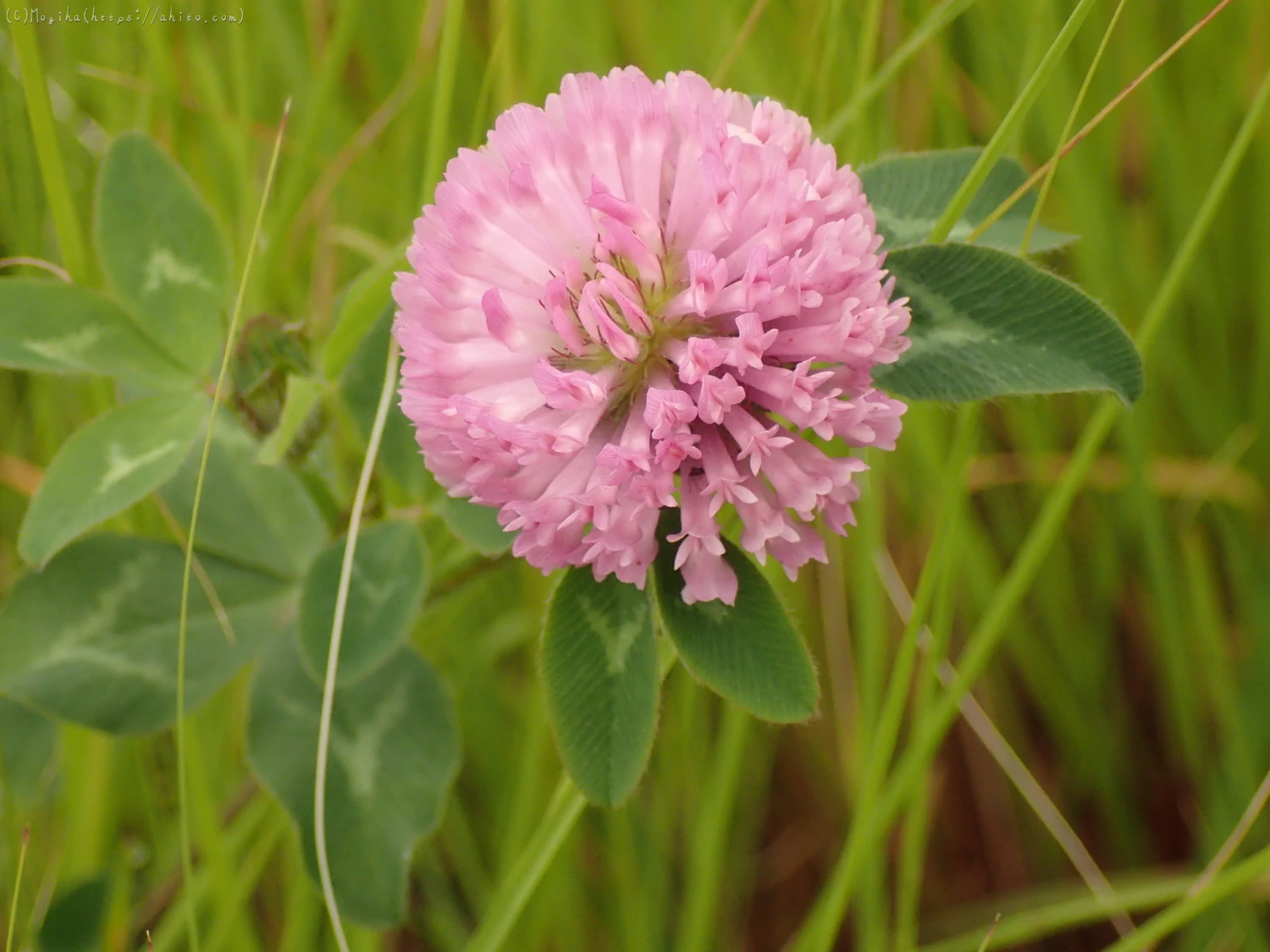 畔の桃色の花 - 06