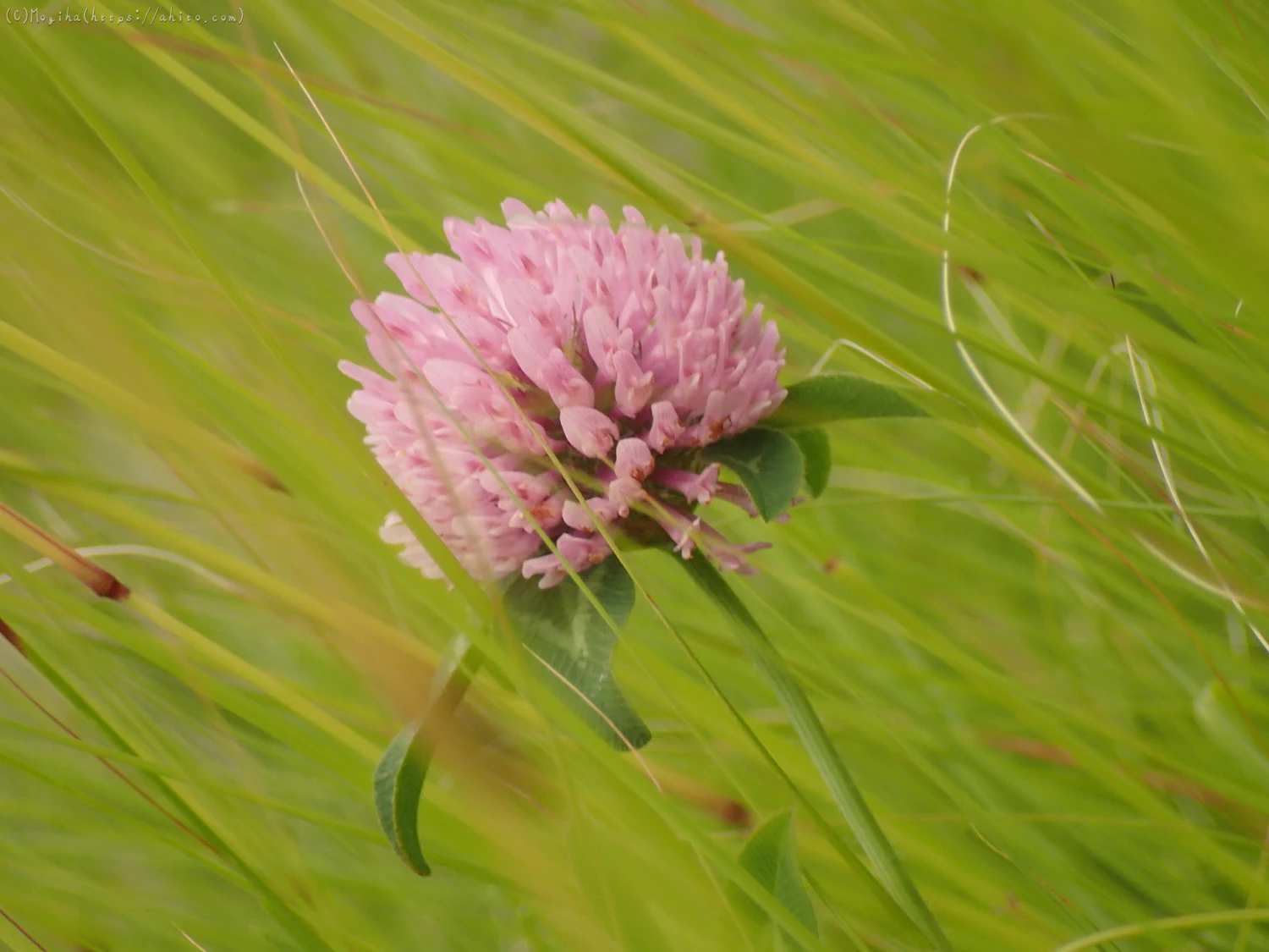 畔の桃色の花 - 08