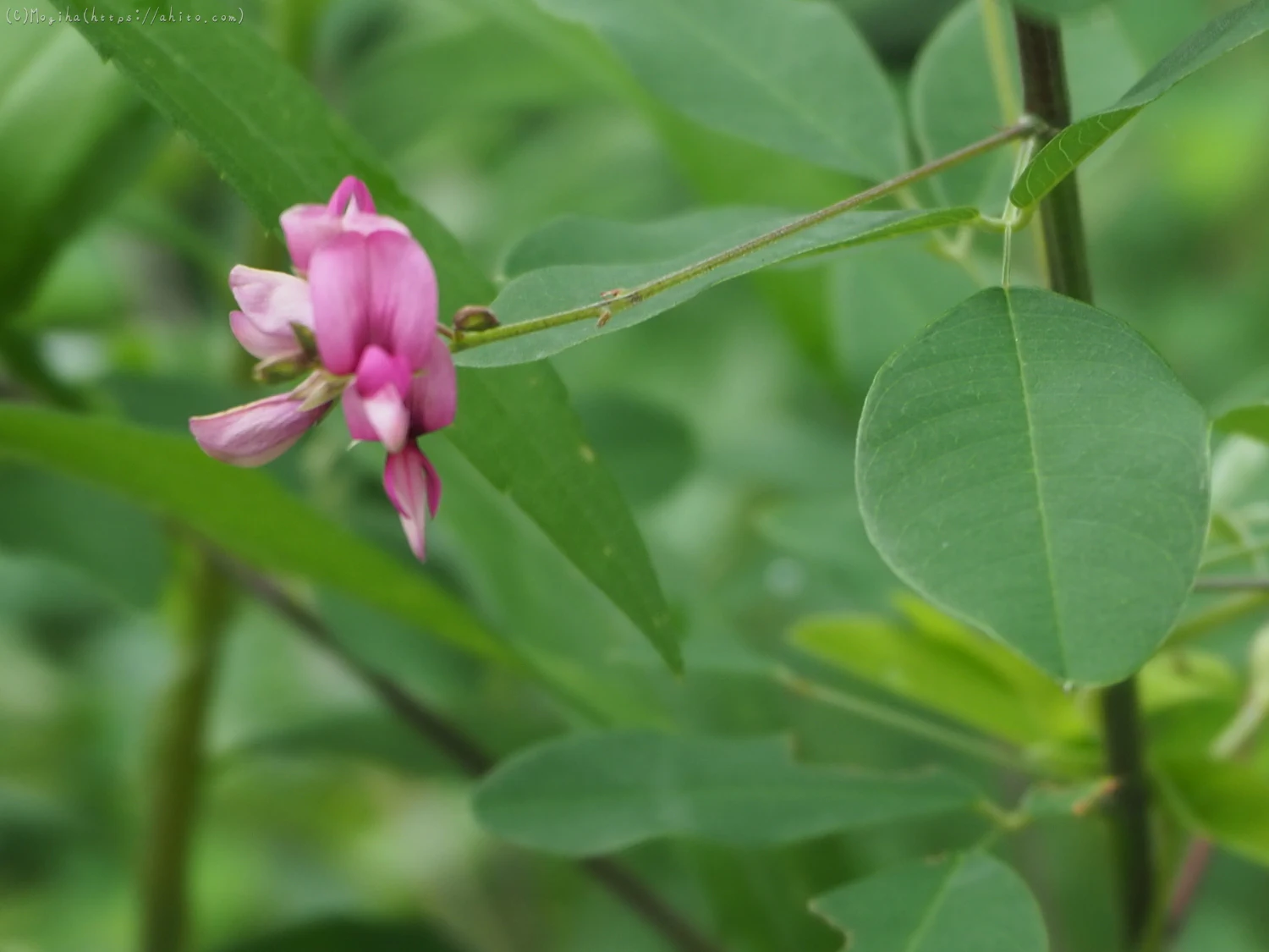 夏花 - 10