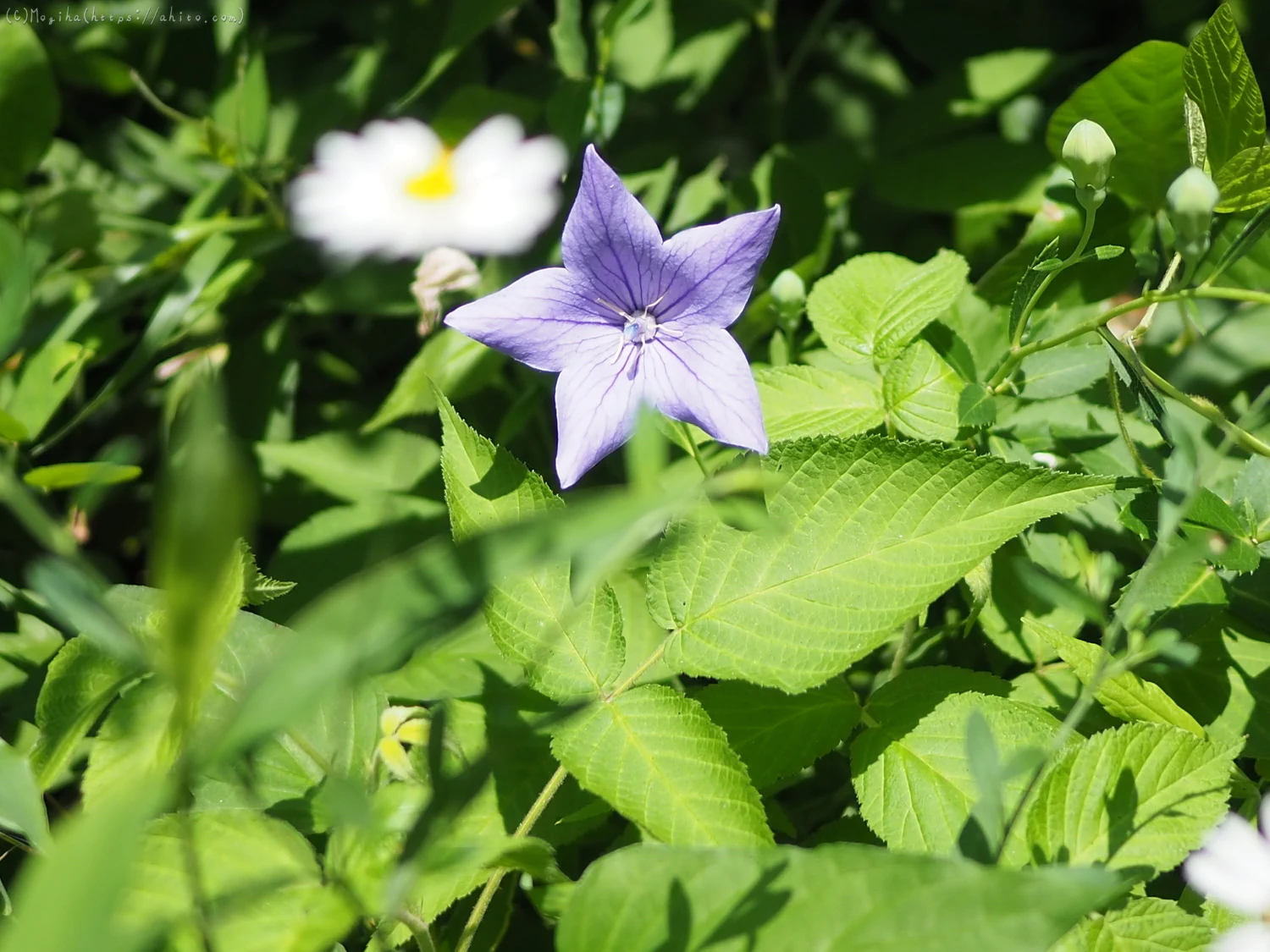 夏草２ - 19