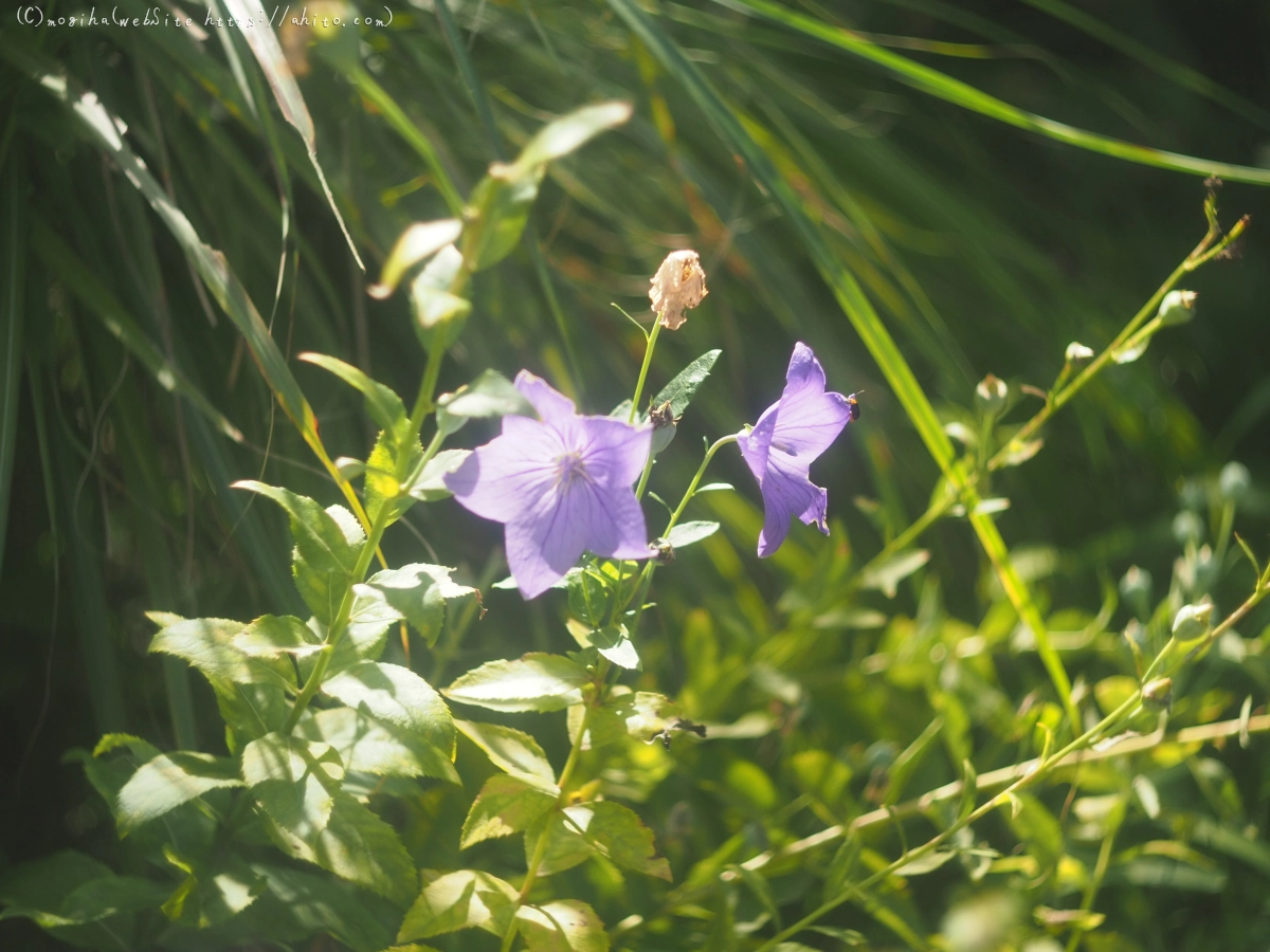 向島百花園の花々 - 01