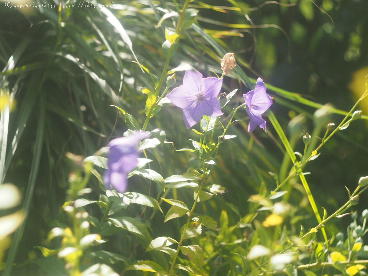 向島百花園の花々 - 02