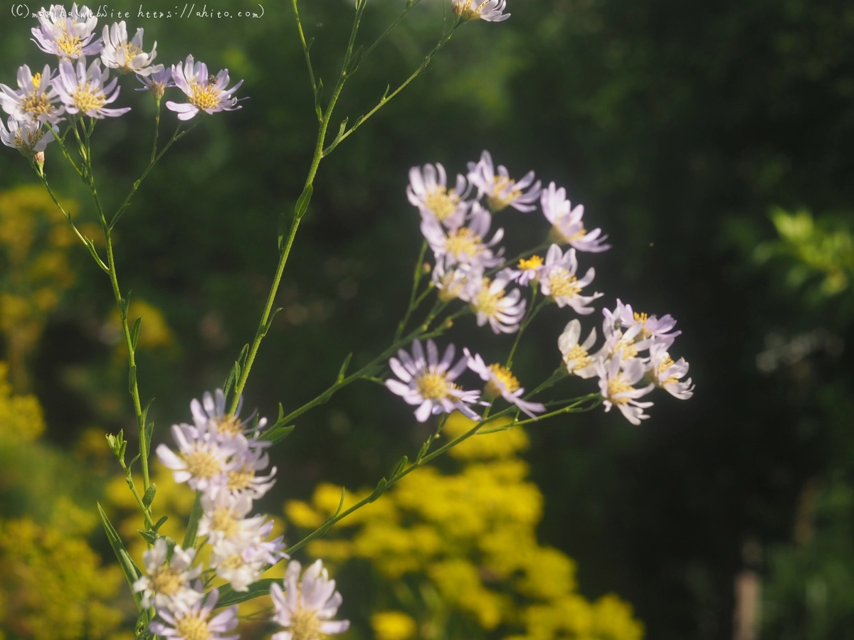 向島百花園の花々 - 03