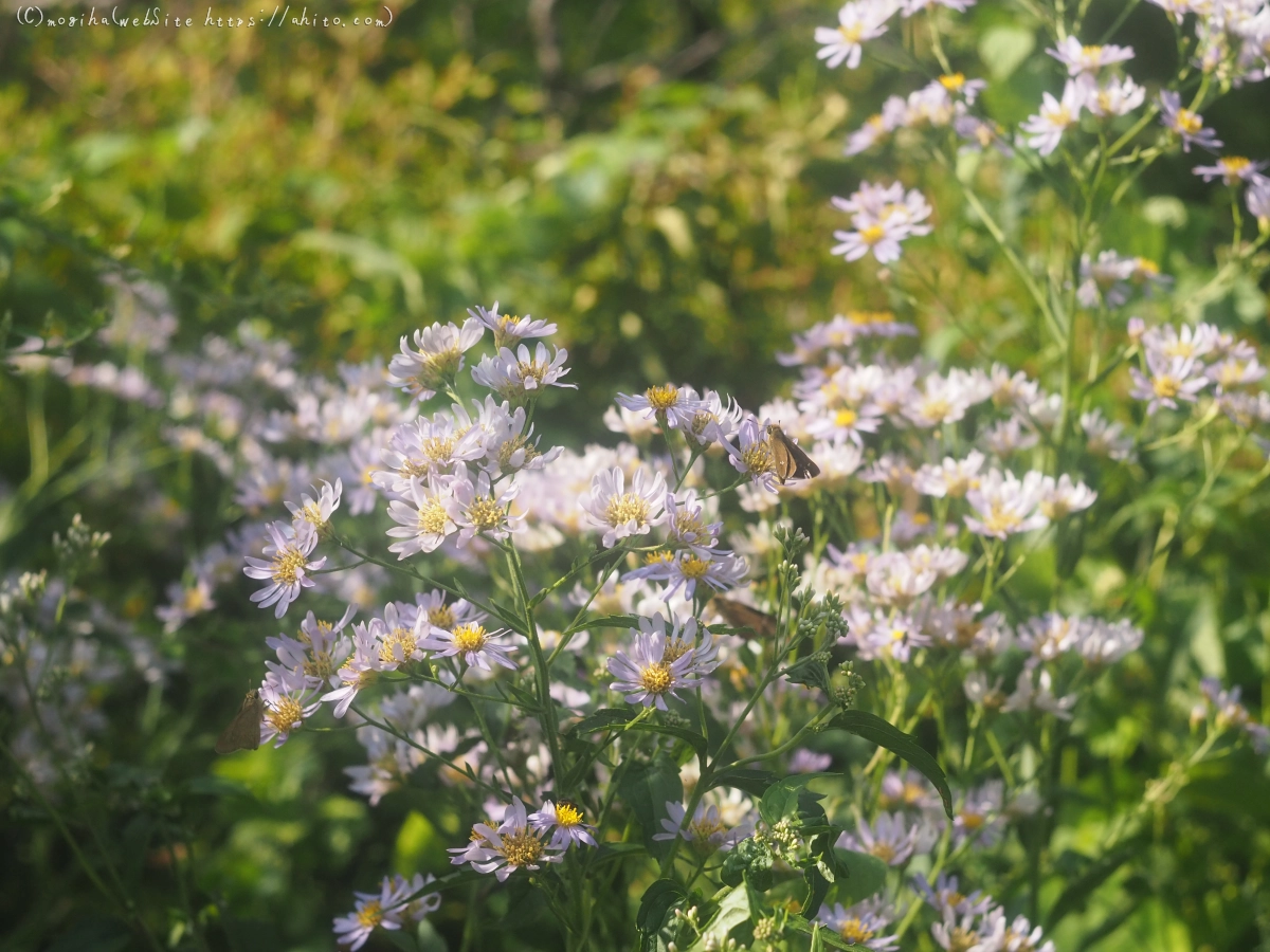 向島百花園の花々 - 04