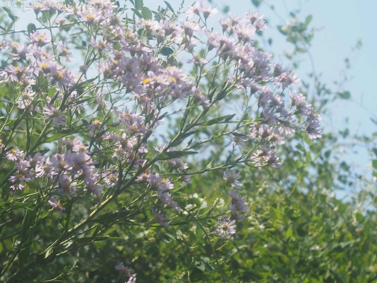 向島百花園の花々 - 05