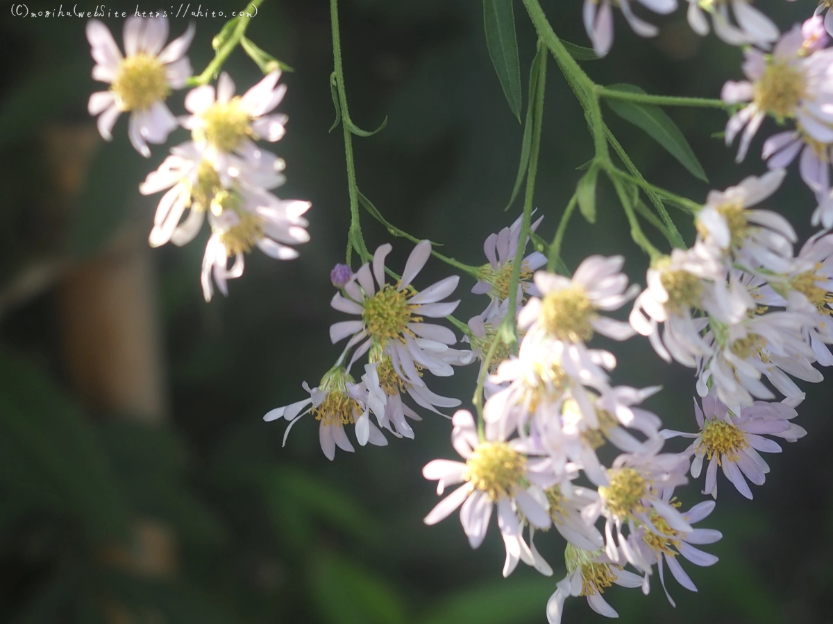 向島百花園の花々 - 06