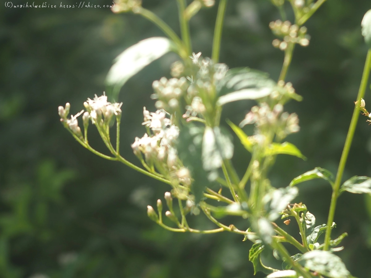 向島百花園の花々 - 07