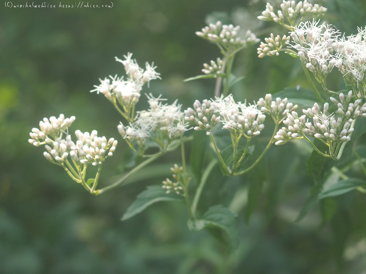 向島百花園の花々 - 08