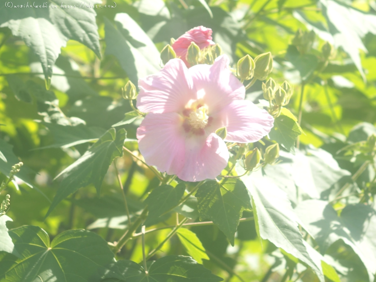 向島百花園の花々 - 09