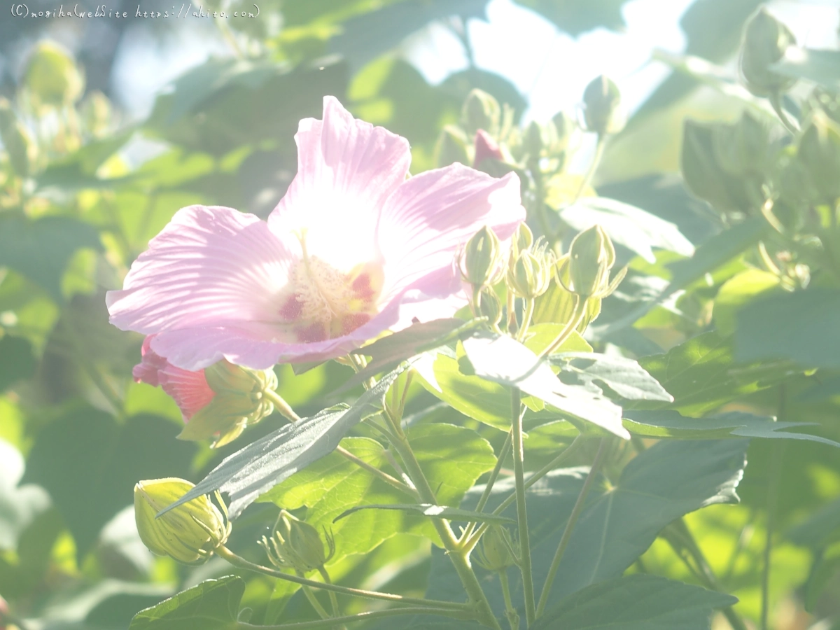 向島百花園の花々 - 10