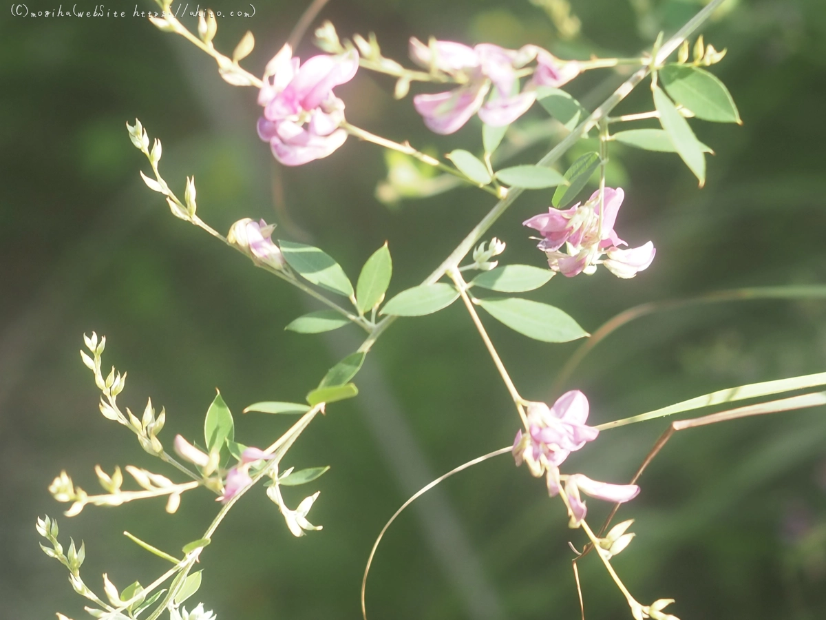 向島百花園の花々 - 11