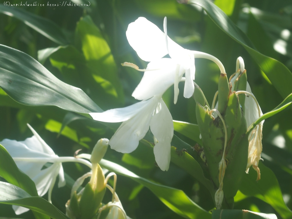 向島百花園の花々 - 12