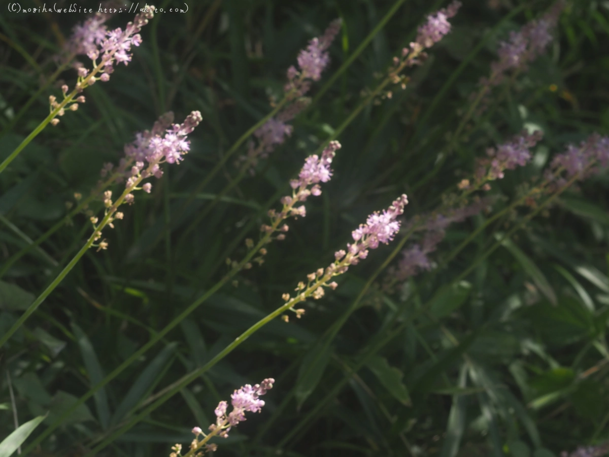 向島百花園の花々 - 13