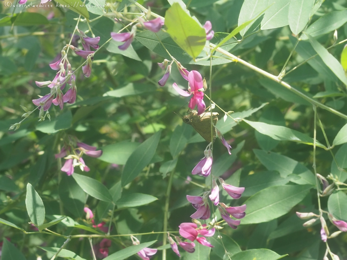 向島百花園の花々 - 15