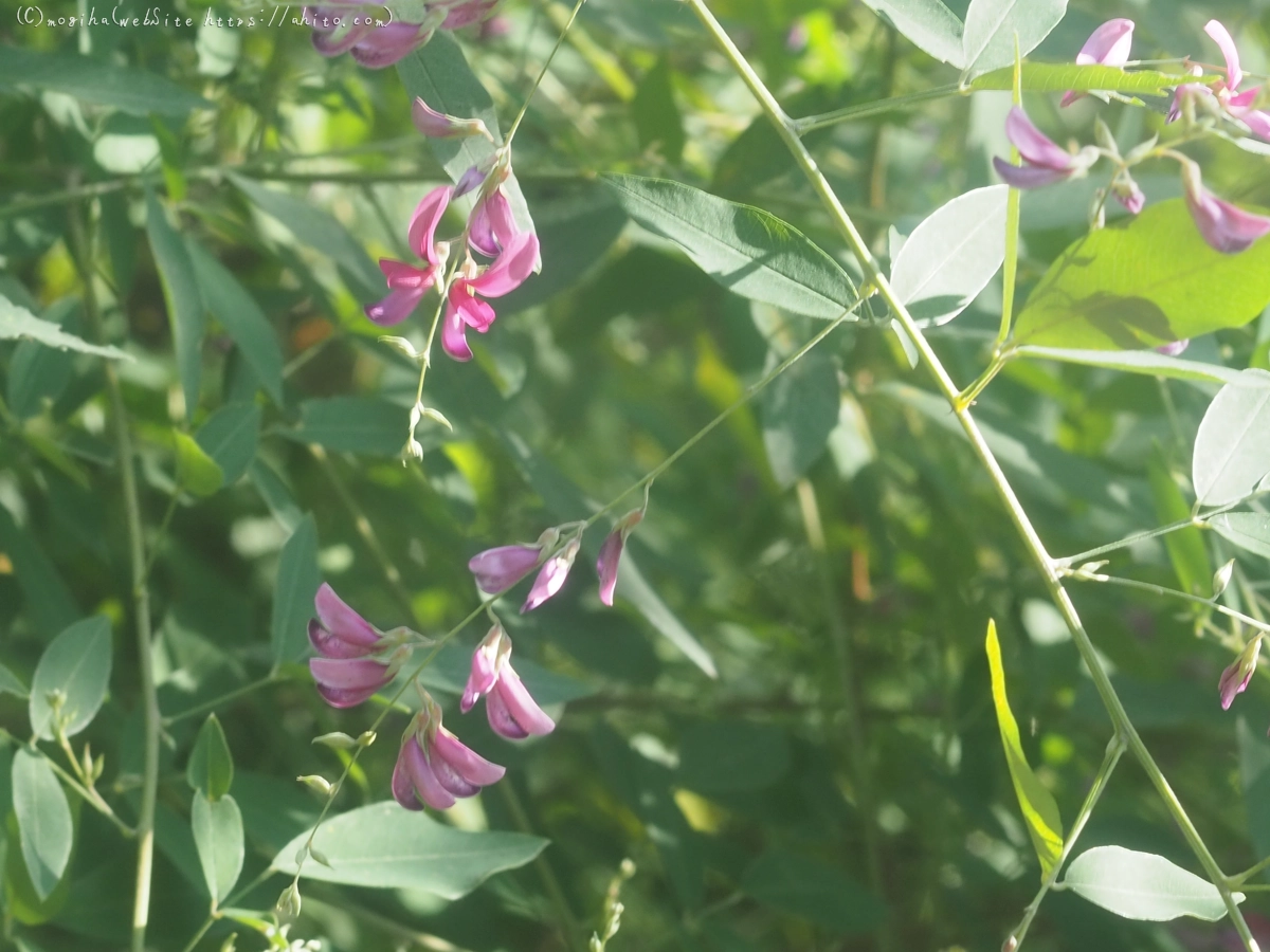 向島百花園の花々 - 16