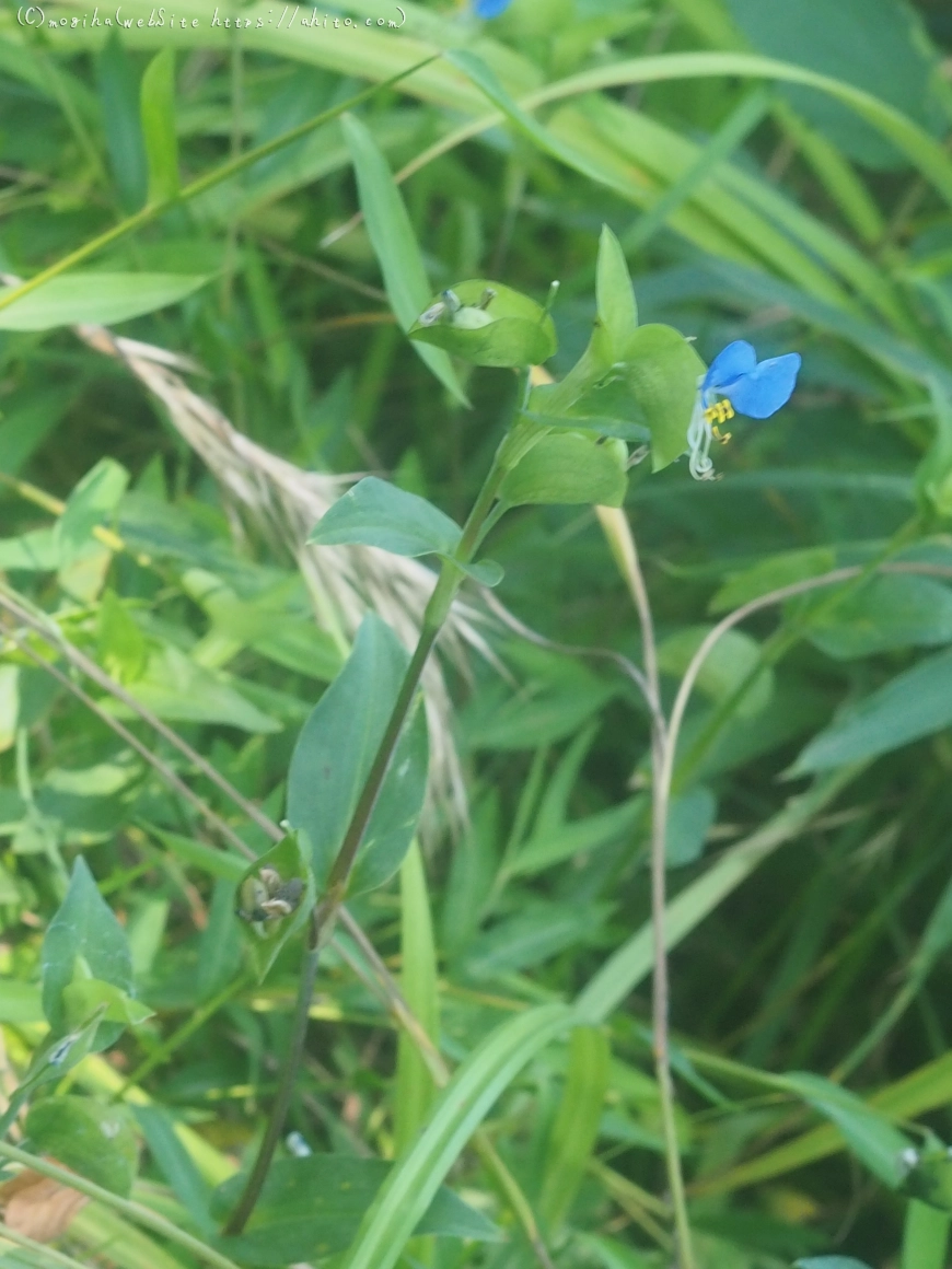 向島百花園の花々 - 17