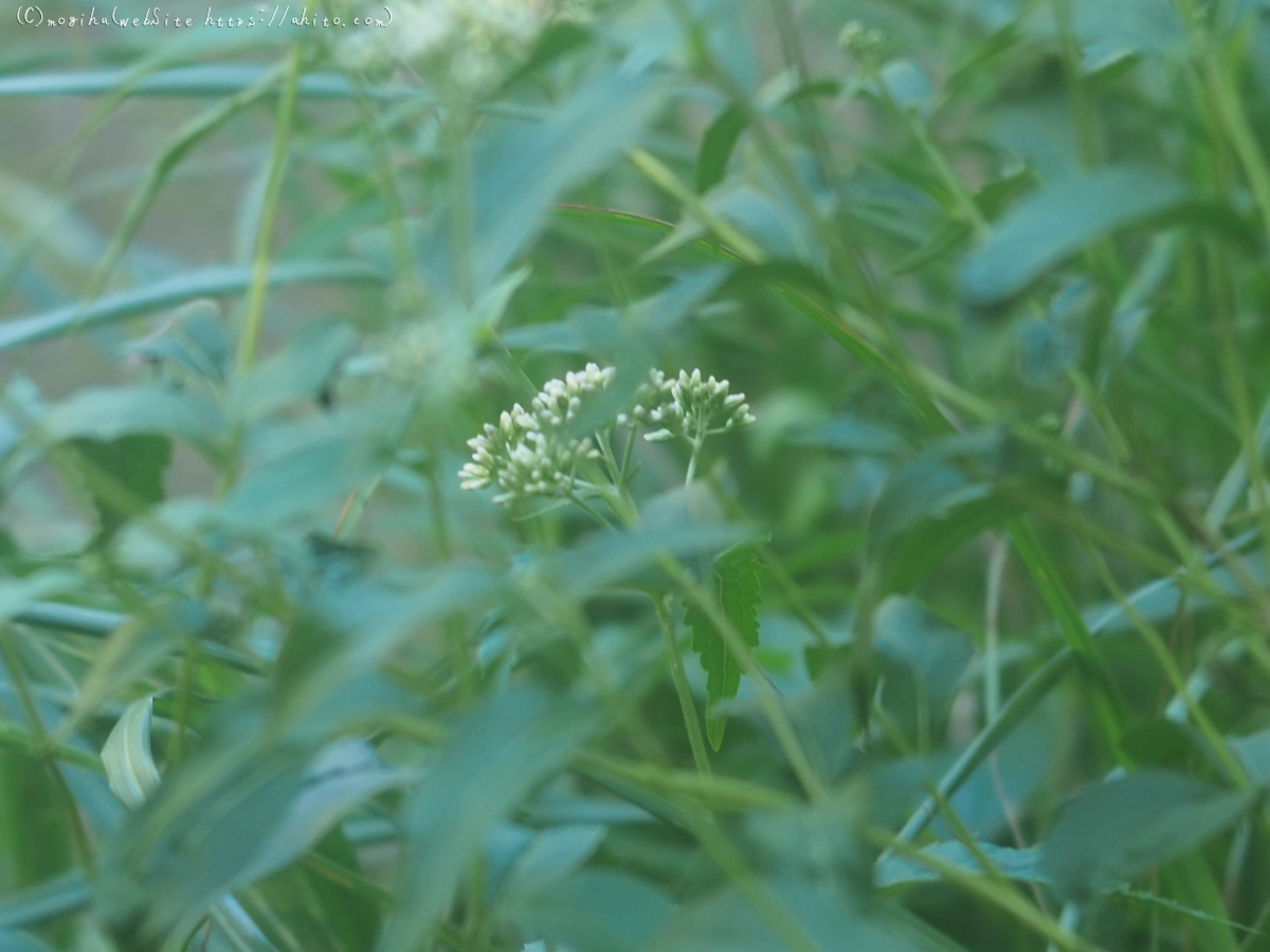 向島百花園の花々 - 18