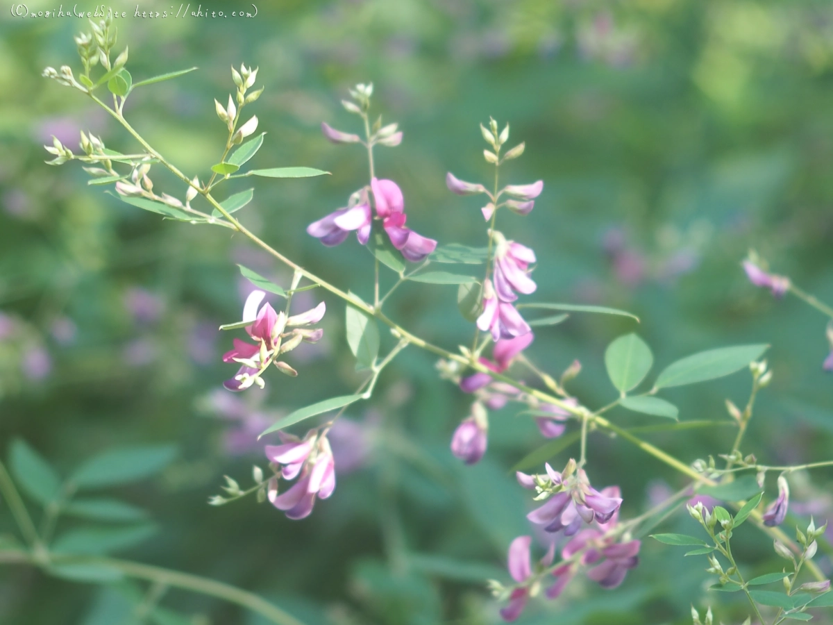 向島百花園の花々 - 22