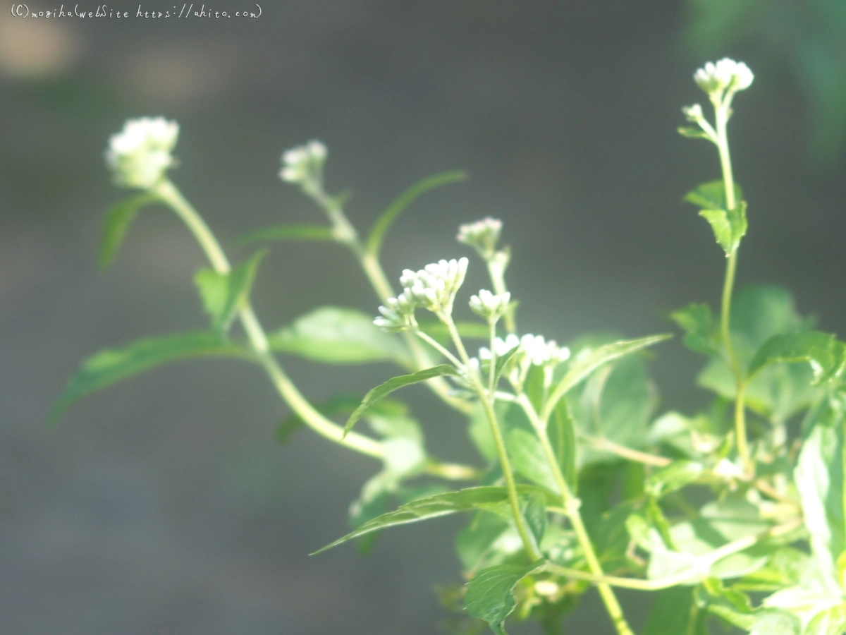 向島百花園の花々 - 23