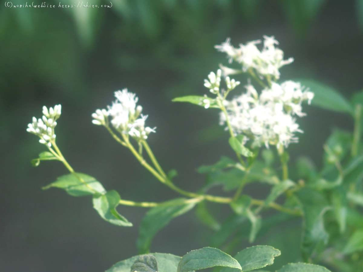 向島百花園の花々 - 24