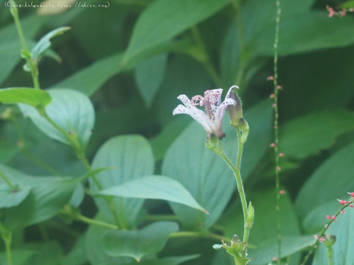 向島百花園の花々 - 25