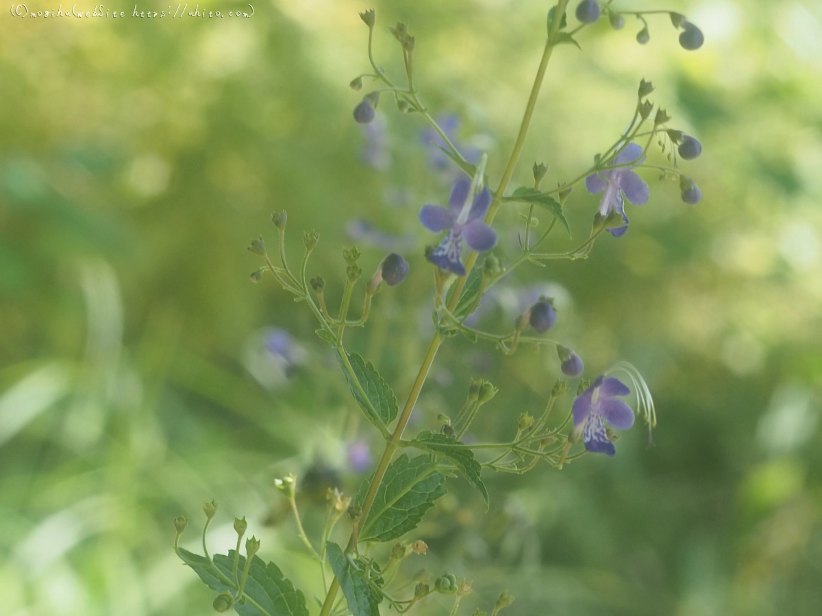 向島百花園の花々 - 26