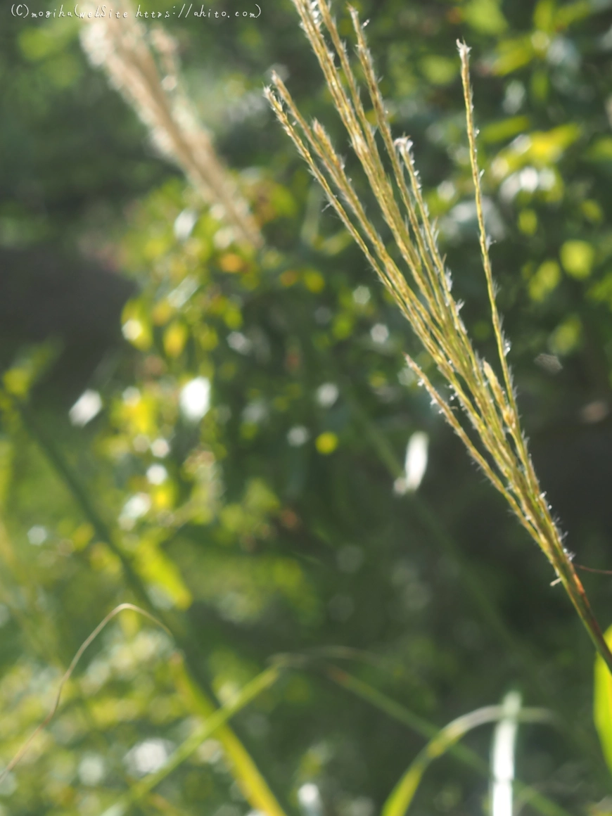 向島百花園の花々 - 27