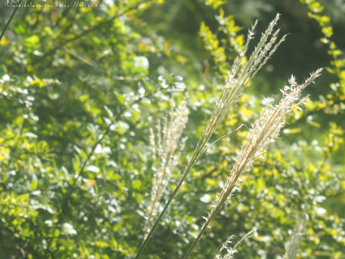 向島百花園の花々 - 28