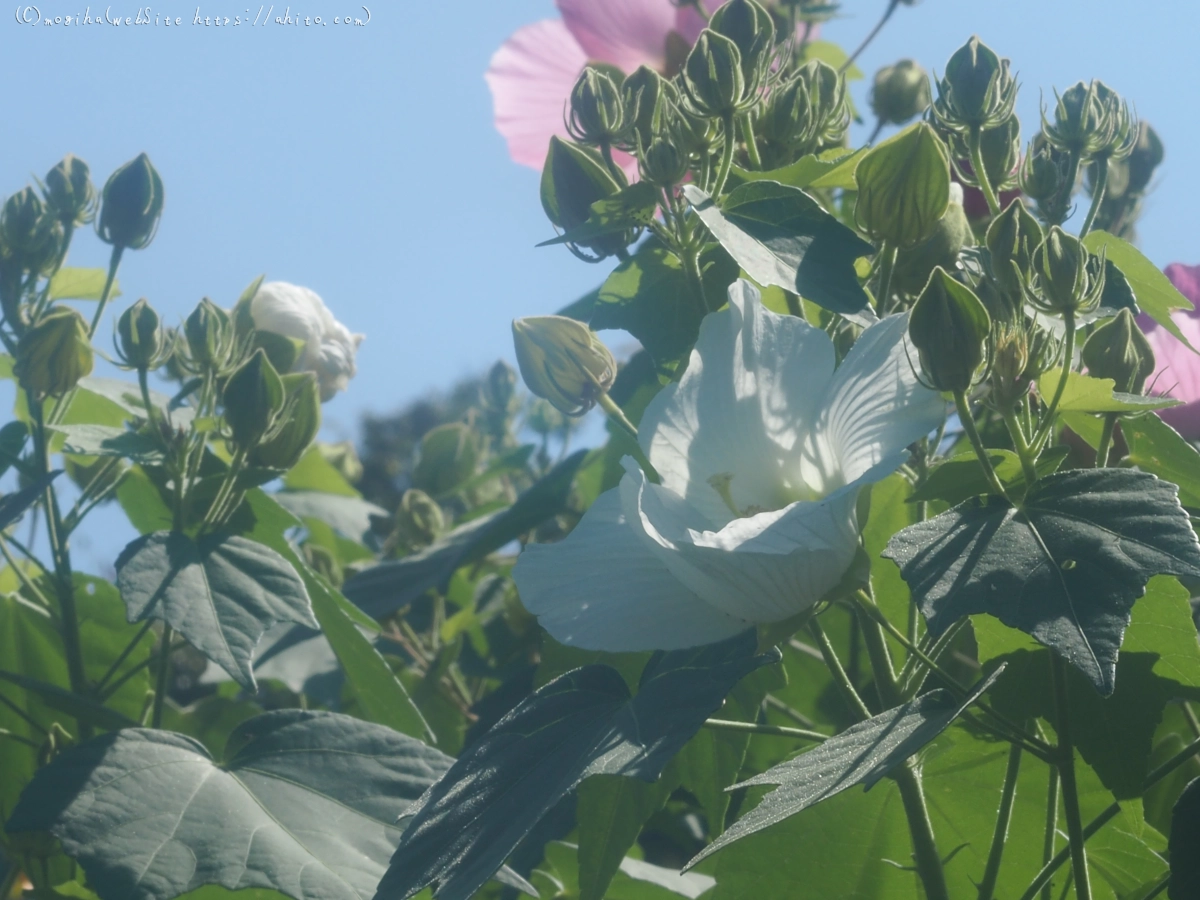 向島百花園の花々 - 29