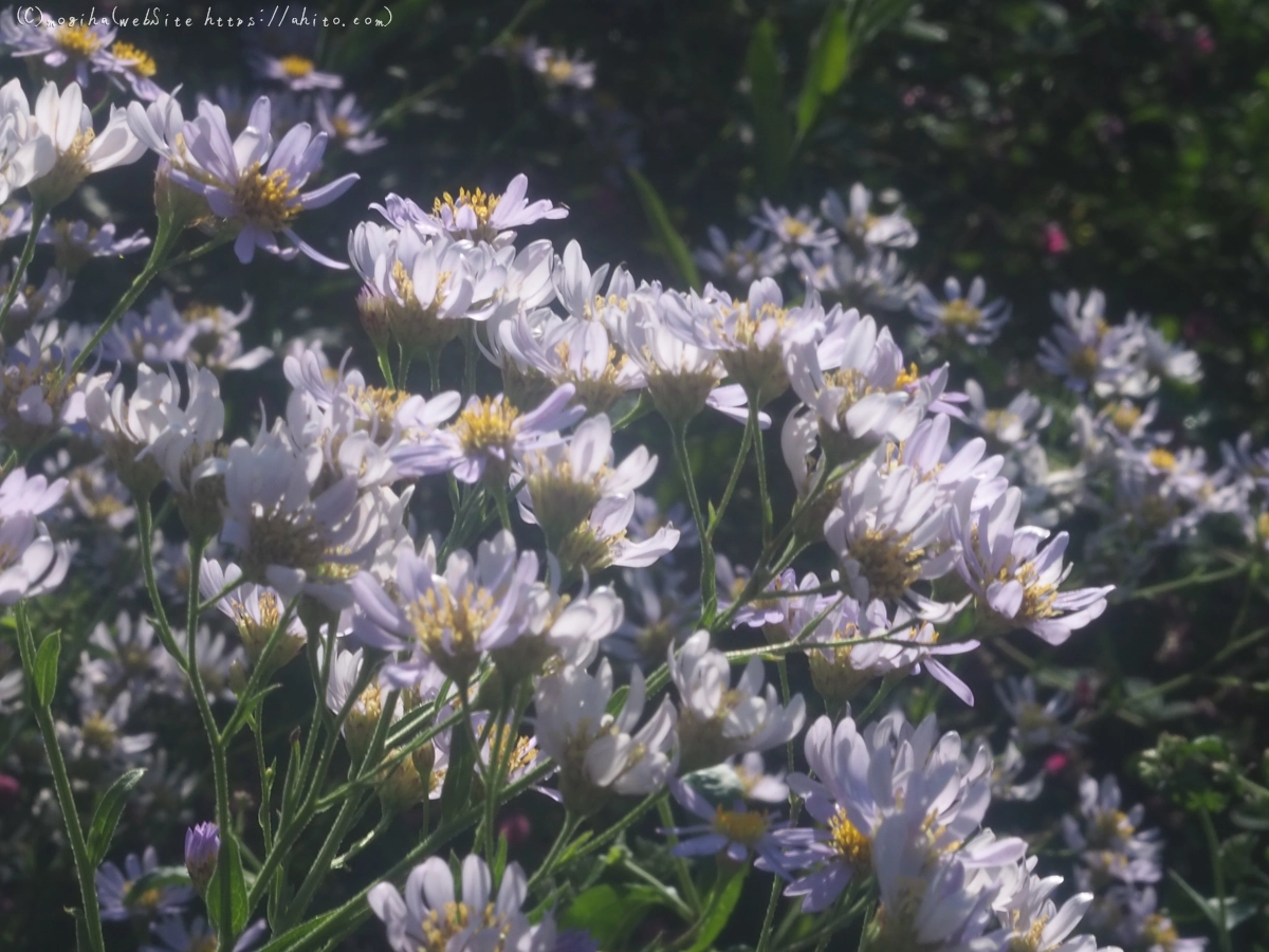 向島百花園の花々 - 33