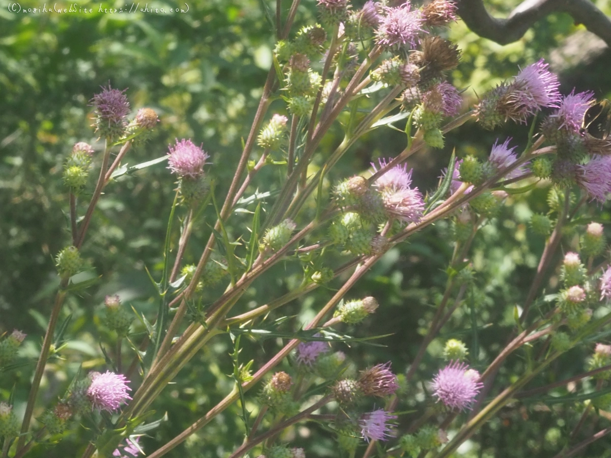 向島百花園の花々 - 35