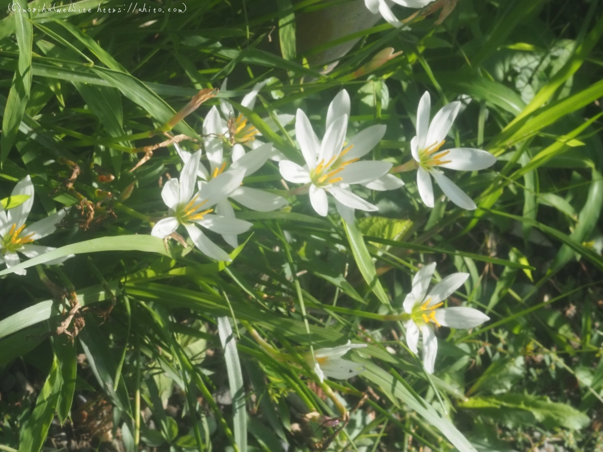 向島百花園の花々 - 36