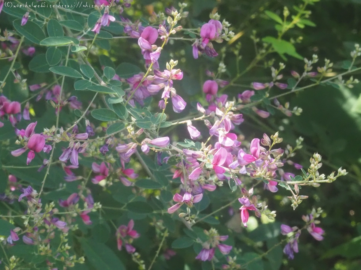 向島百花園の花々 - 37