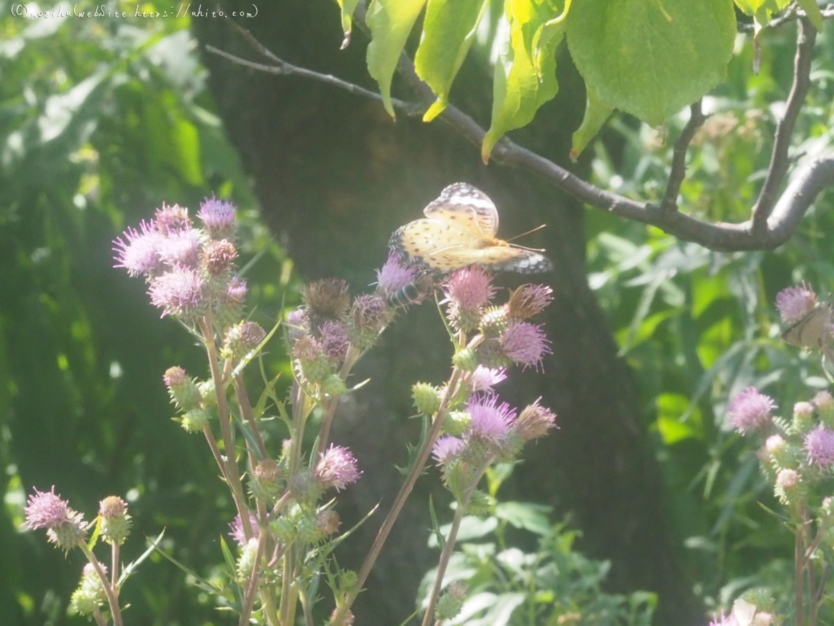 向島百花園の花々 - 38