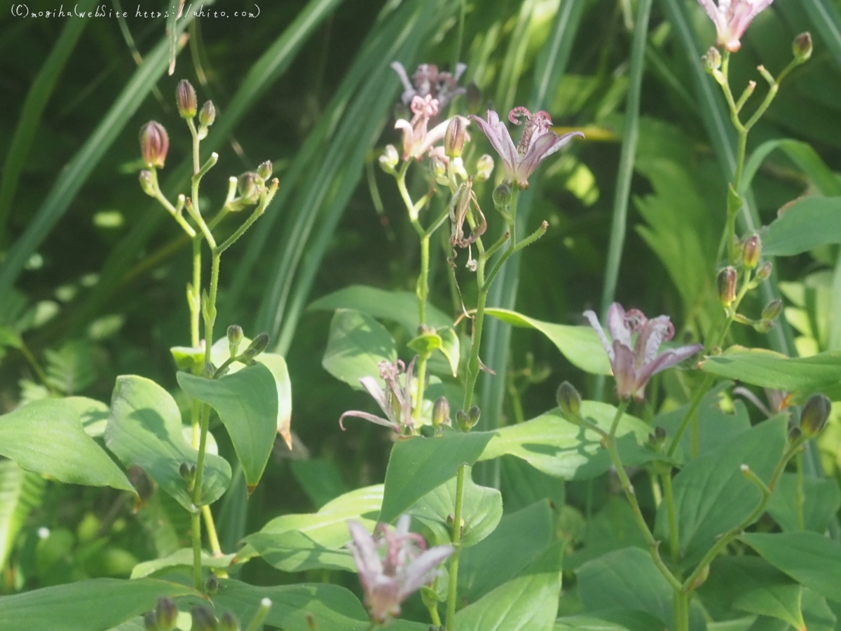 向島百花園の花々 - 40