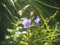 向島百花園の花々のイメージ画像