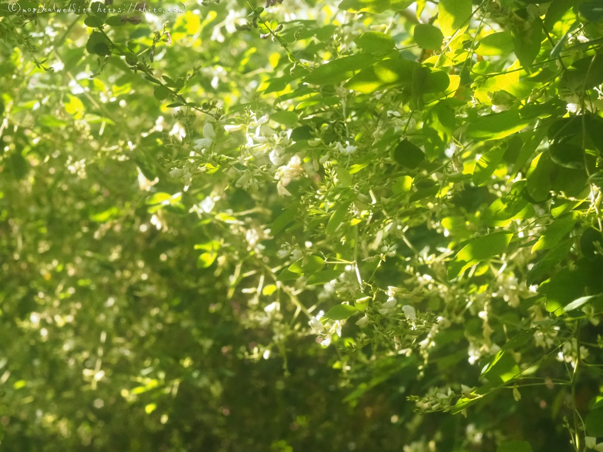 向島百花園のハギのトンネル - 02