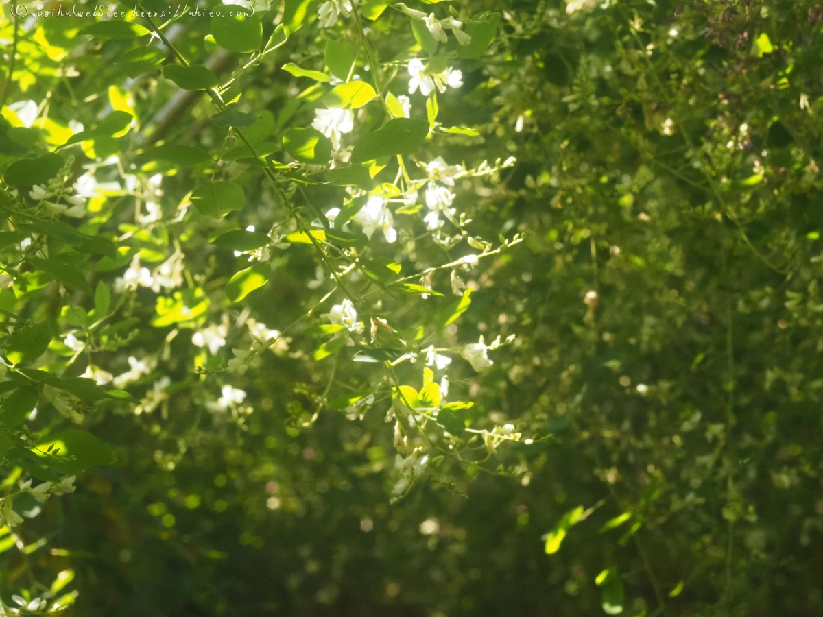 向島百花園のハギのトンネル - 03