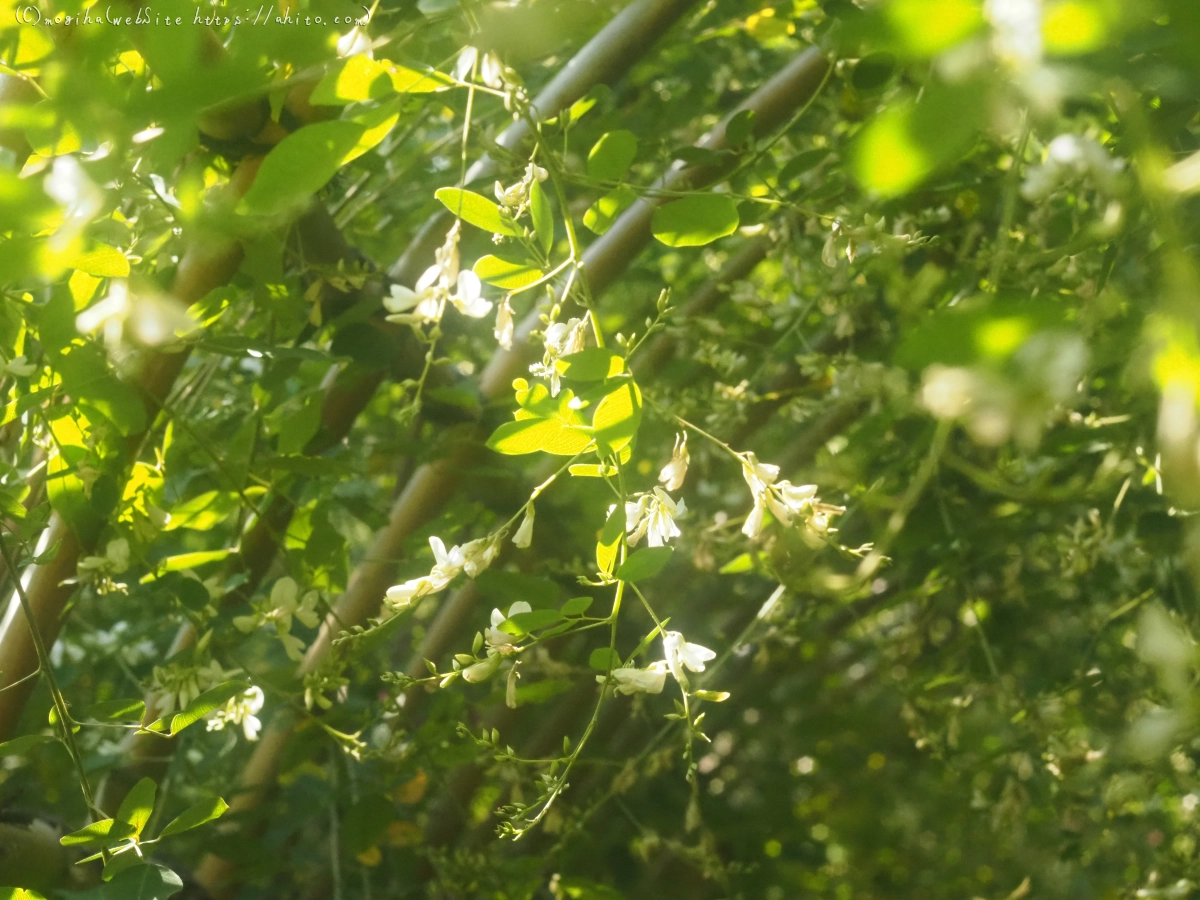 向島百花園のハギのトンネル - 04