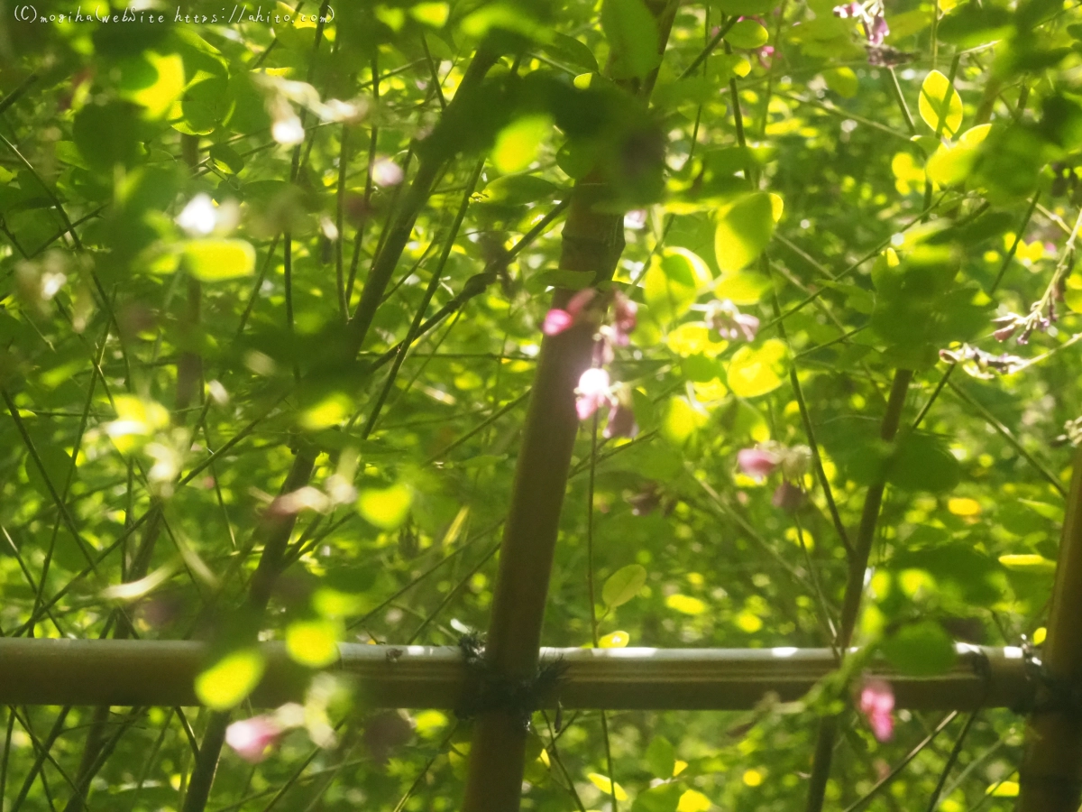 向島百花園のハギのトンネル - 05